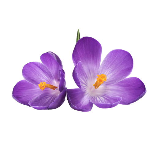 Crocus – Saffron